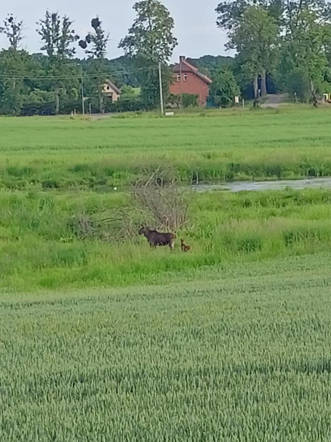 Swierkowe Siedlisko Węgorzewo Eksteriør bilde